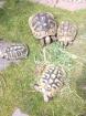 Griechische landschildkröte